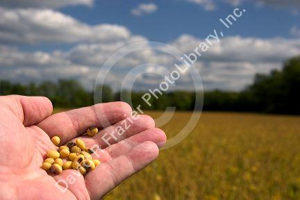 A hand holding soy beans in Kansas.