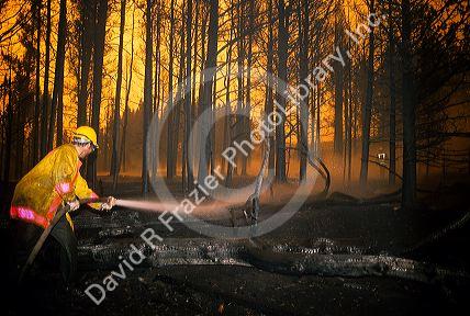 A firefighter working to put out a forest fire in Yellowstone National Park, Wyoming during the historic 1988 fire.