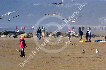 People feeding gulls on the beach at Newport, Oregon.