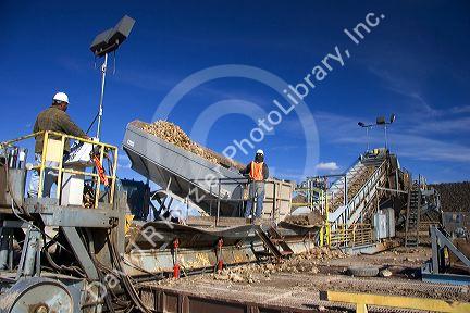 Trucks dumping harvested sugar beets in Mountain Home, Idaho.