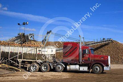 Trucks dump harvested sugar beets into collection piles in Mountain Home, Idaho.