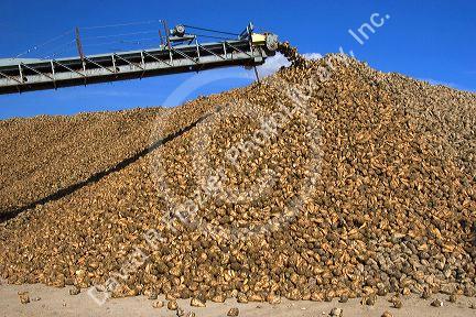Harvested sugar beets in a collective pile at Mountain Home, Idaho.