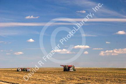 Sugar beet harvest in Mountain Home, Idaho.