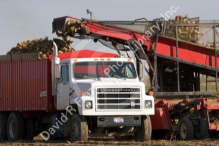Sugar beet harvest in Mountain Home, Idaho.