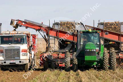 Sugar beet harvest in Mountain Home, Idaho.