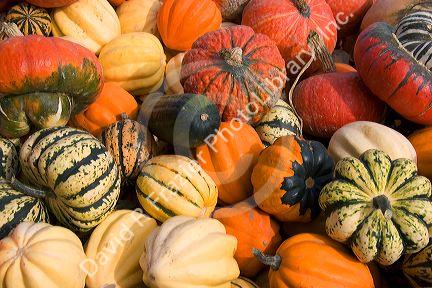 A variety of harvested gourds at a farmers market in Fruitland, Idaho.