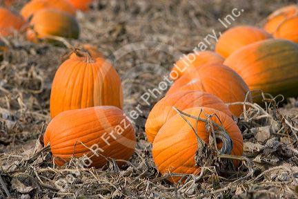 A pumpkin patch in Fruitland, Idaho.