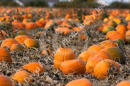 A pumpkin patch in Fruitland, Idaho.