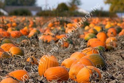 A pumpkin patch in Fruitland, Idaho.