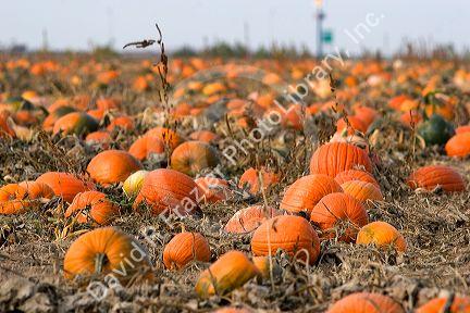 A pumpkin patch in Fruitland, Idaho.
