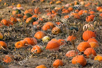 A pumpkin patch in Fruitland, Idaho.