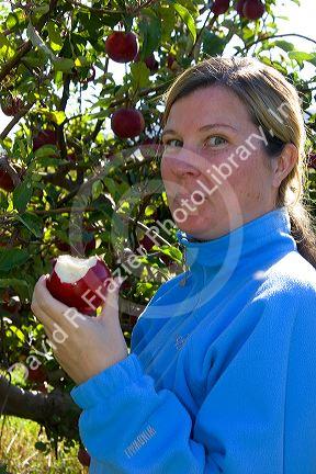A woman eating an apple she just picked in an orchard near Emmett, Idaho. MR