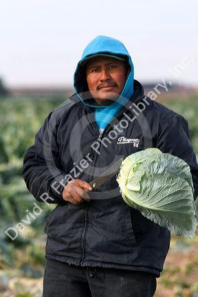 A mexican farm worker harvesting cabbage on a farm in Fruitland, Idaho.