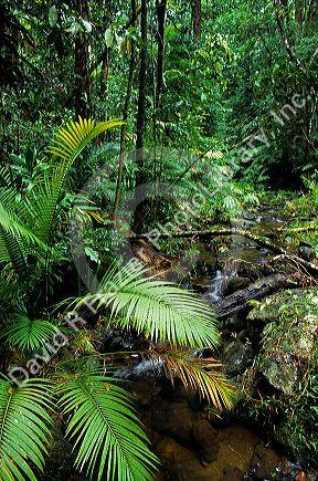 Daintree rainforest in North Queensland, Australia.