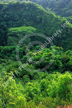 Tropical forest on the island of Kauai, Hawaii.