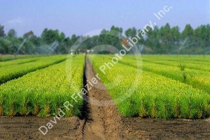 A tree farm near Waycross, Georgia.
