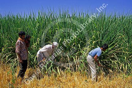 Harvesting sugar cane in Southern India.