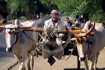 Indian man at Aurangabad with team of oxen.