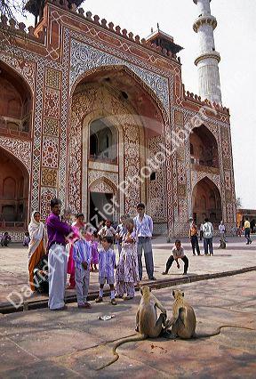 Indian family at a shrine in Agra, India with monkeys watching them.