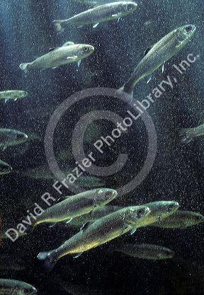 Salmon smolts, baby salmon, swimming to the ocean.