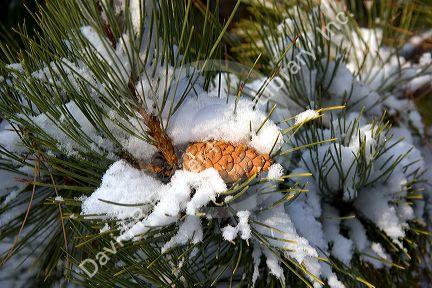 Pine needles and cone covered in snow.