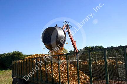 Harvested oranges being loaded into a truck for transport south of Tavares, Florida.