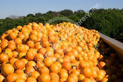 Newly harvested oranges in the back of a truck south of Tavares, Florida.