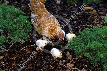 A mother hen with her chicks.