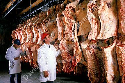 Meat inspectors looking at sides of beef in a meat packing plant.