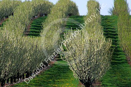 A pear tree orchard in Fruitland, Idaho.