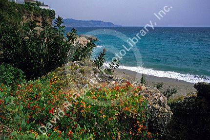 Nasturtiums grow along Costa del Sol in Spain.