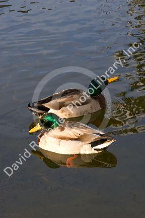 Mallard ducks in Boise, Idaho.