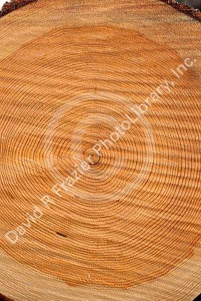 A section of a tree showing growth rings.