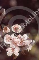 Plum tree blossom in spring.