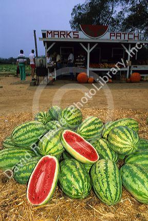 Watermelon being sold at a fruit stand in rural Georgia.