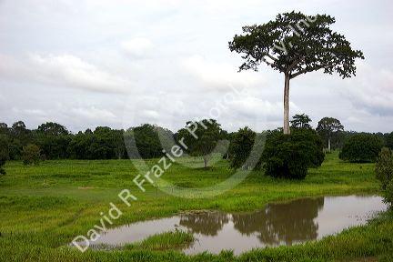 A ceiba tree in the Amazon jungle near Manaus, Brazil.