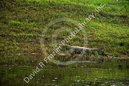 Cayman basking along a tributary of the Amazon in the jungle near Manaus, Brazil.