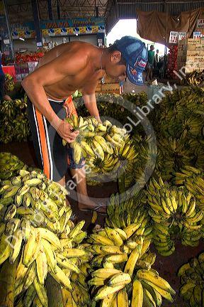Bananas being prepared for sale at a market in Manaus, Brazil.
