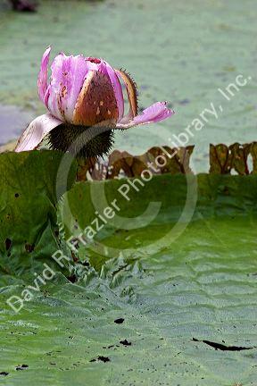 Vitoria Regis, giant water lilies in the Amazon jungle near Manaus, Brazil.