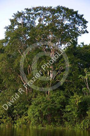 Trees and vegetation in the Amazon jungle near Manaus, Brazil.