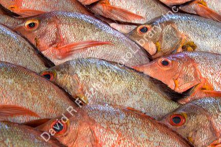 Display of fish at a market in Papeete on the island of Tahiti.