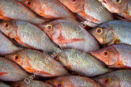 Display of fish at a market in Papeete on the island of Tahiti.