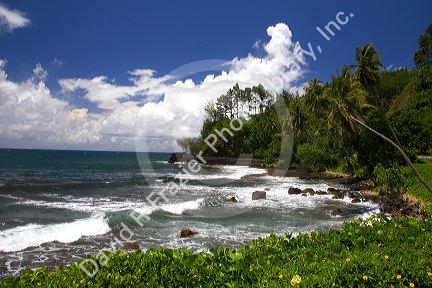 Seascape and tropical vegetation on the island of Tahiti.