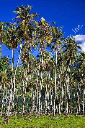 Coconut palm trees in a grove on the island of Tahiti.