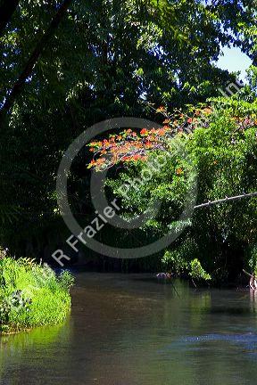 A tulip tree grows along side a stream on the island of Tahiti.