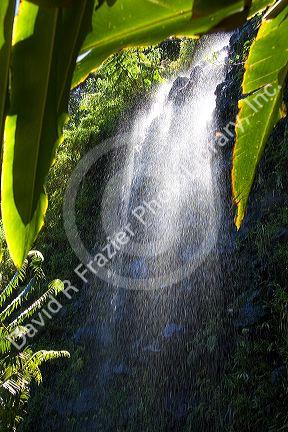 Water falls from a natural spring grotto outside of Papeete on the island of Tahiti.
