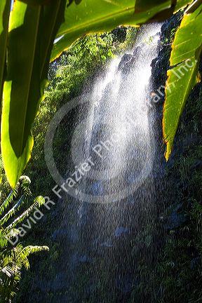 Water falls from a natural spring grotto outside of Papeete on the island of Tahiti.