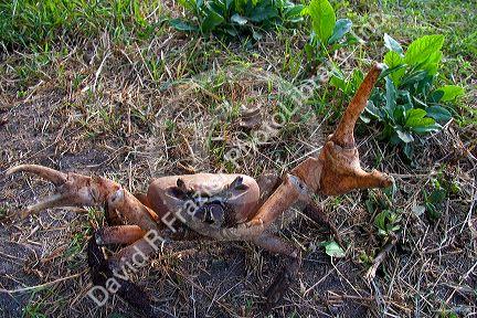 Tupa crab on the island of Moorea.