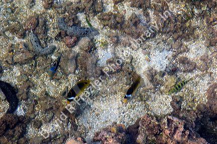 Underwater view of coral and tropical fish in the lagoon on the island of Moorea.