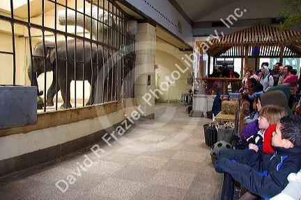 Children look at an elephant exhibit at the National Zoo in Washington, D.C.